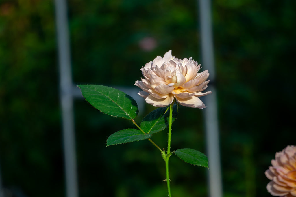 シャルロット・ペリアンとばらの花びら茶のギフトセットの再販に関して – WABARA online store