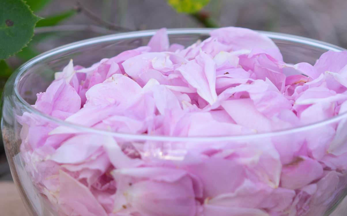 かしこまりましたドルセー D'ORSAY 楽園の薔薇 R.B. 50ml + M.A